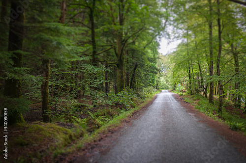 Tilt shift effect of road cutting through a wood with bright green leaves