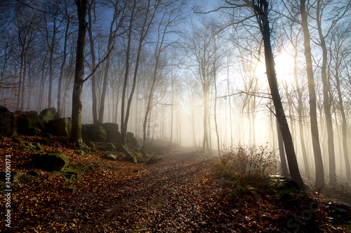 Green forest in a mysteriou...