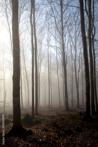 Green forest in a mysteriou...