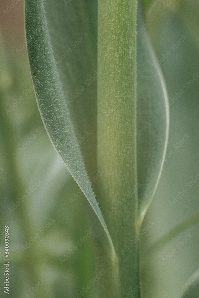 Fototapeta premium Plants in the yard