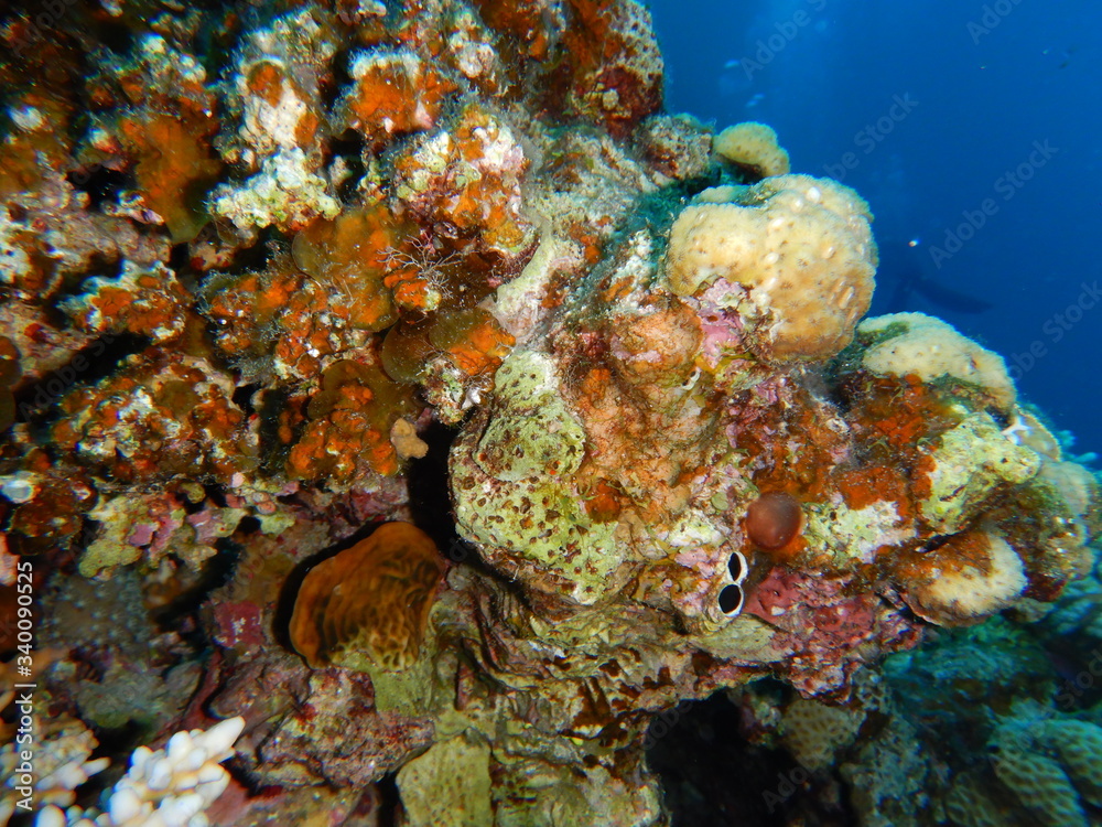 Coral reef ecosystem Coral reef ecosystem