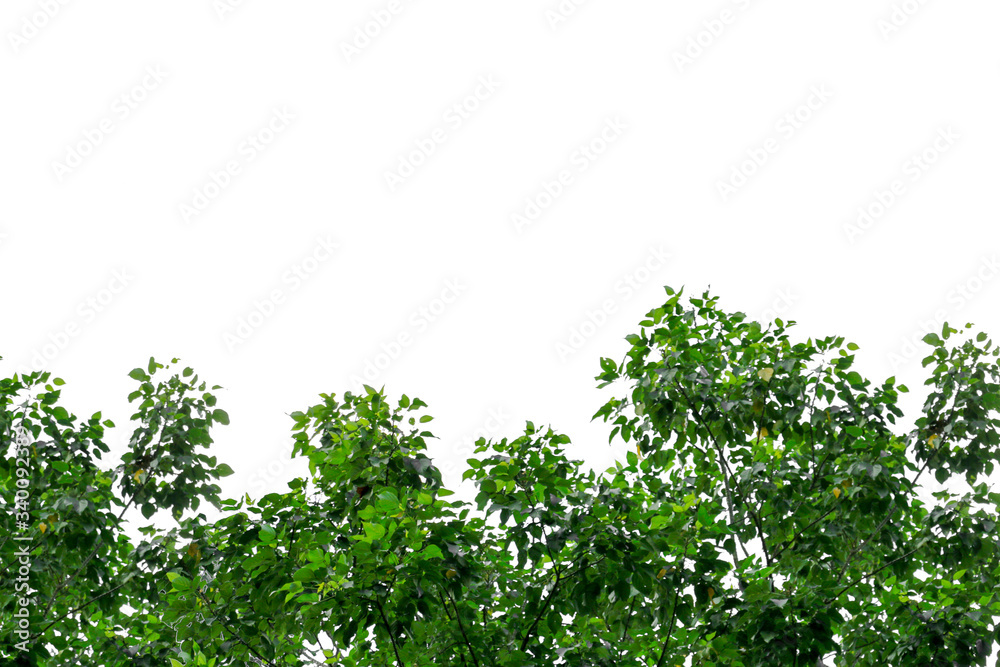 Fototapeta premium green leaf isolated on white background with copy space