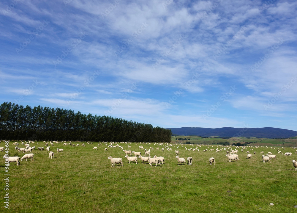 Fototapeta premium Flock of Sheep in a green meadow at New Zealands South Island, March 2020