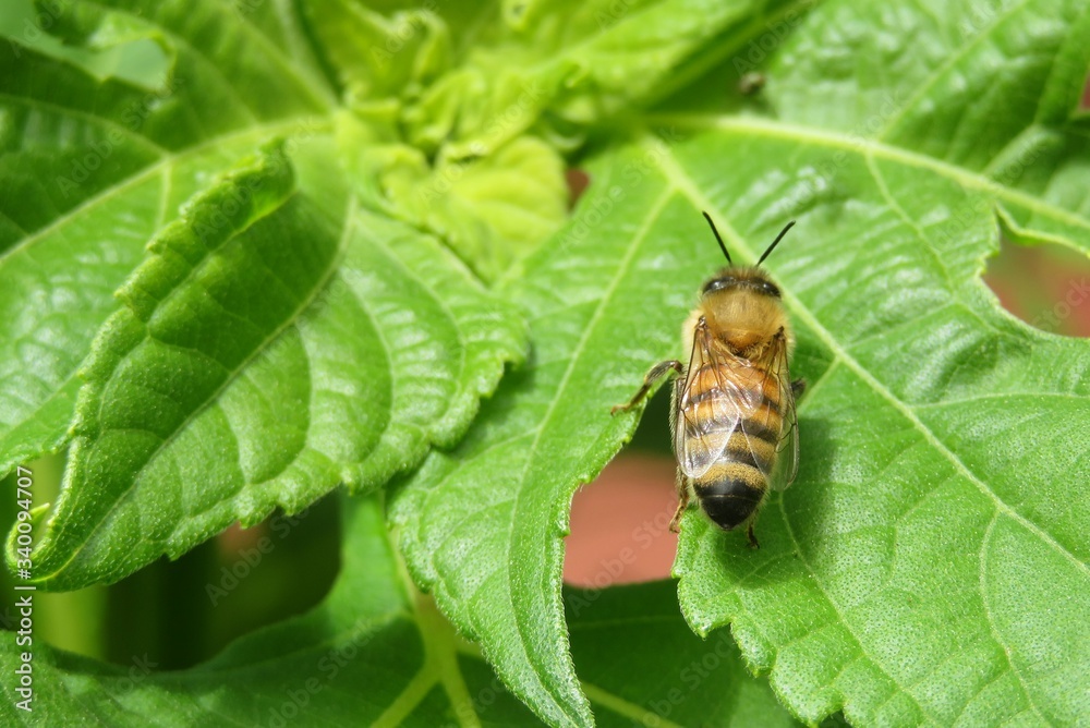 Honeybee resting on green leafs in the garden, closeup Honeybee resting on green leafs in the garden, closeup