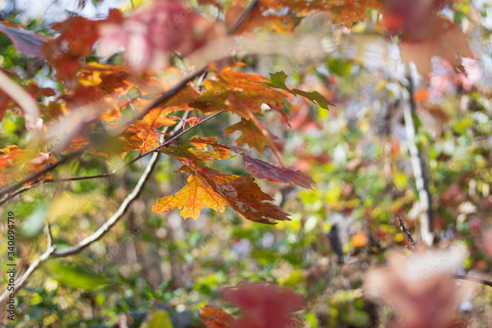 Autumn leaves Autumn leaves