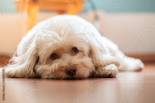 A lazy dog