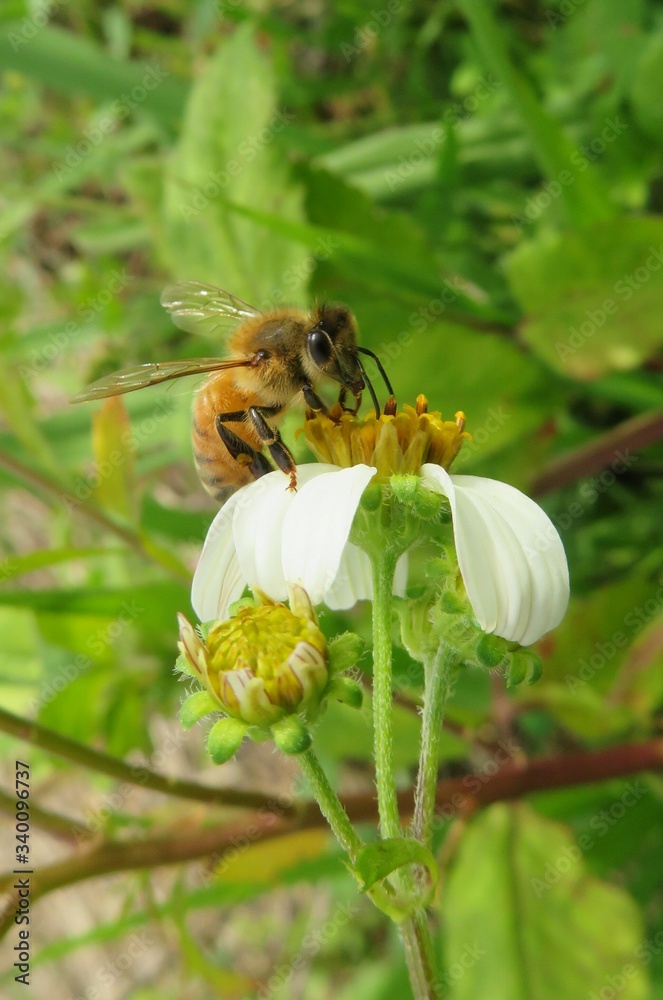 Bee on white spanish needles flower in Florida nature, closeup Bee on white spanish needles flower in Florida nature, closeup