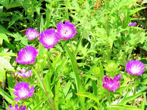 日本の田舎の風景　6月　花　ストケシア photo