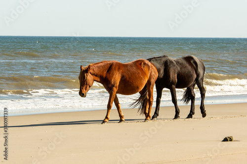 A Wild Brown Horse Walking Ahead of a Wild Black Horse on a Beach at Corolla  North Carolina 
