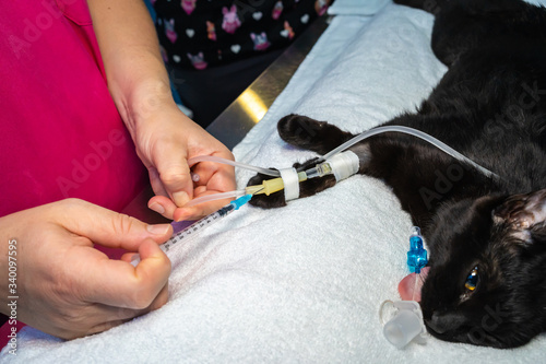 Sticking a needle into a intravenous catheter in a sedated cat before surgery