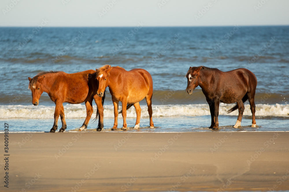Three Horses Standing on a Beach In Front of a Low Breaking Wave at Corolla, North Carolina Three Horses Standing on a Beach In Front of a Low Breaking Wave at Corolla, North Carolina