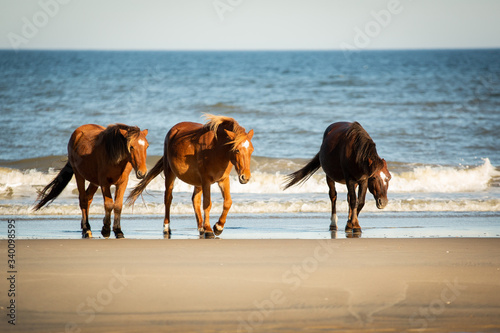 Three Wild Horses with Low Heads Walking Along the Beach at Corolla, North Carolina photo