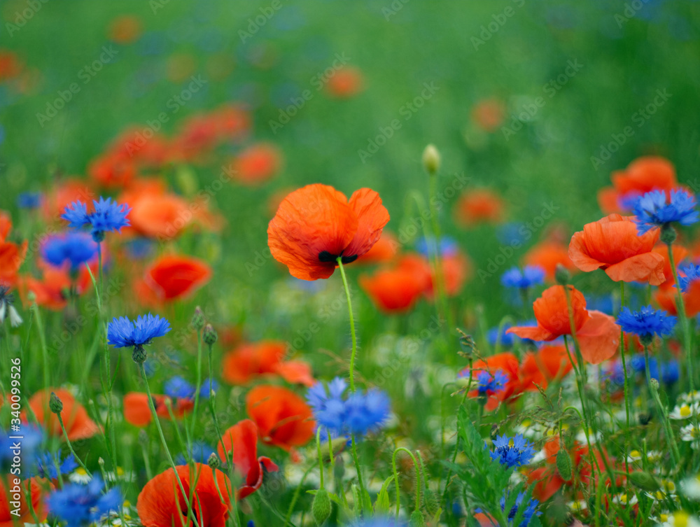 Poppy field with cornflower and grass. Country landscape. Colorful background Poppy field with cornflower and grass. Country landscape. Colorful background