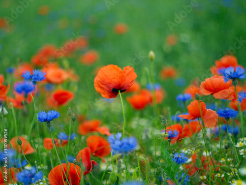 Poppy field with cornflower and grass. Country landscape. Colorful background