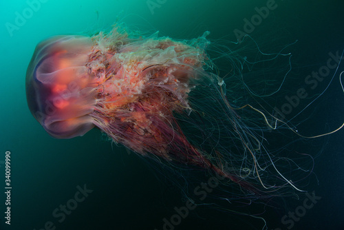 Canvas Print Giant jelyfish Cyanea capillata