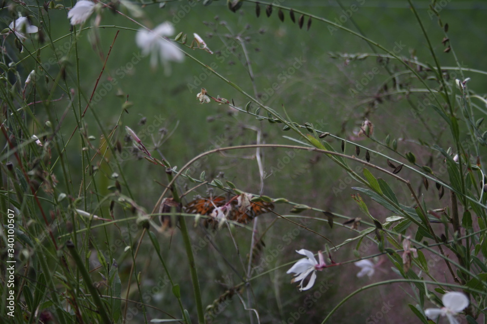 Camouflaged butterfly among the garden plants Camouflaged butterfly among the garden plants