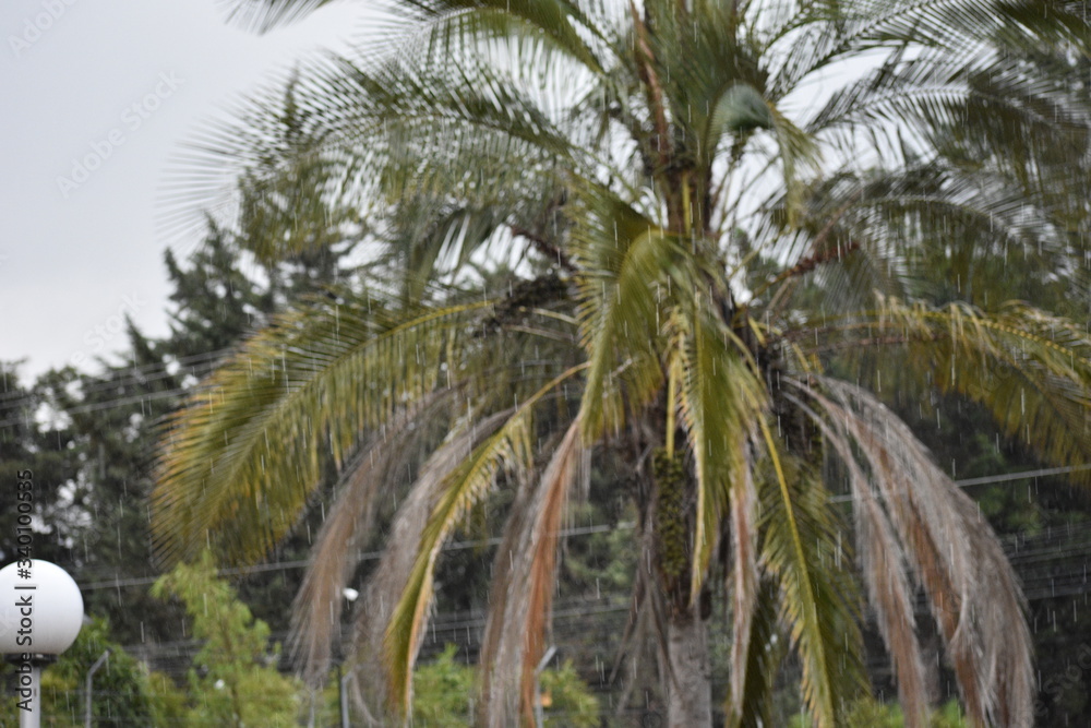 Obraz premium tree