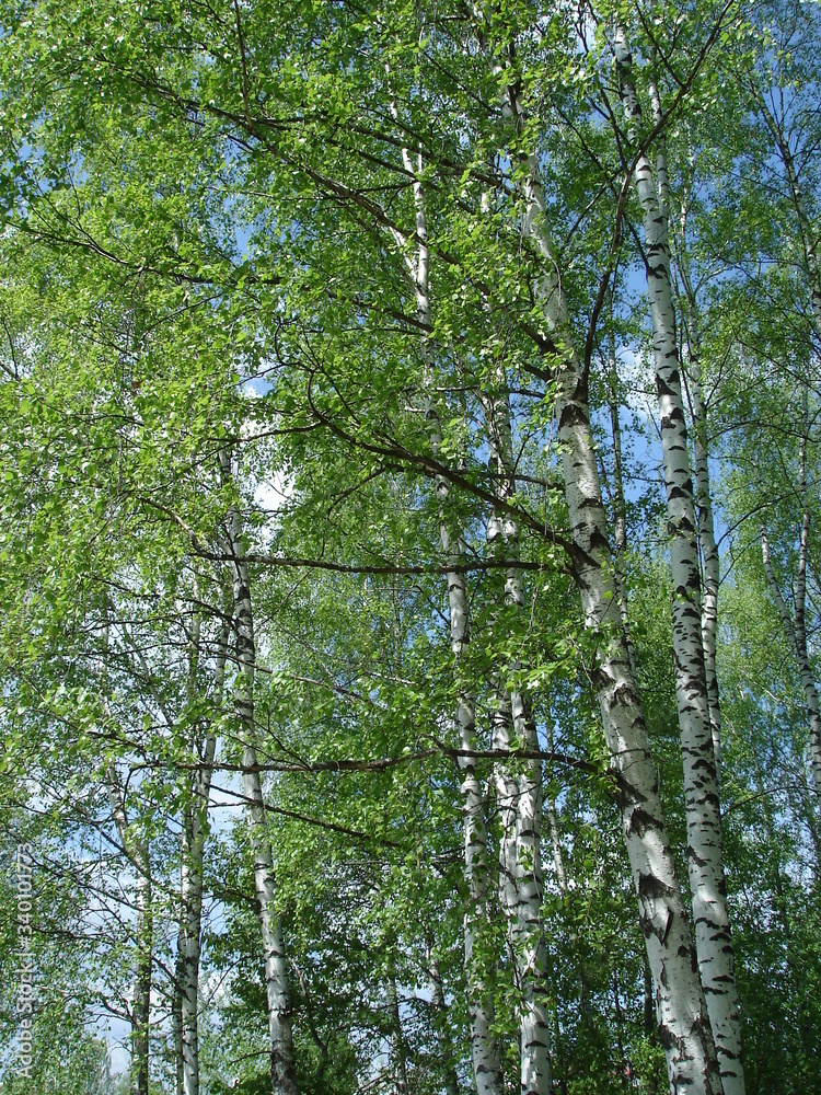 Fototapeta premium white birches in the Russian forest