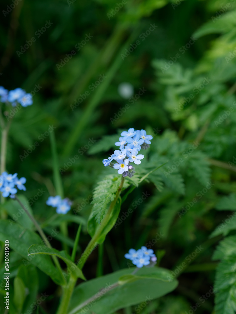 Myosotis aka forget-me-not or scorpion grasses. Blue flowers blooming in spring. Myosotis aka forget-me-not or scorpion grasses. Blue flowers blooming in spring.