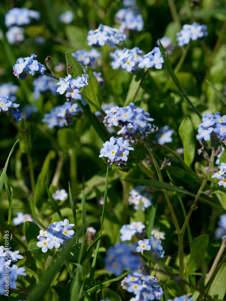Myosotis aka forget-me-not or scorpion grasses. Blue flowers blooming in spring. Myosotis aka forget-me-not or scorpion grasses. Blue flowers blooming in spring.