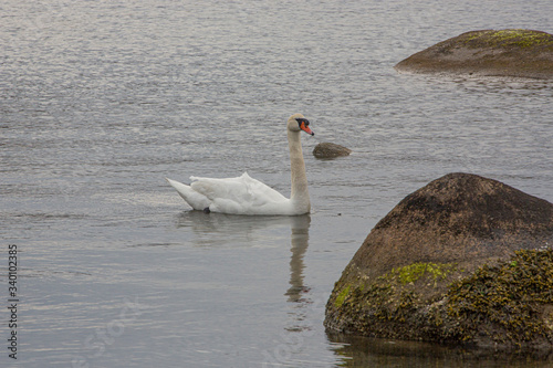 Fototapeta Naklejka Na Ścianę i Meble -  swan on the lake