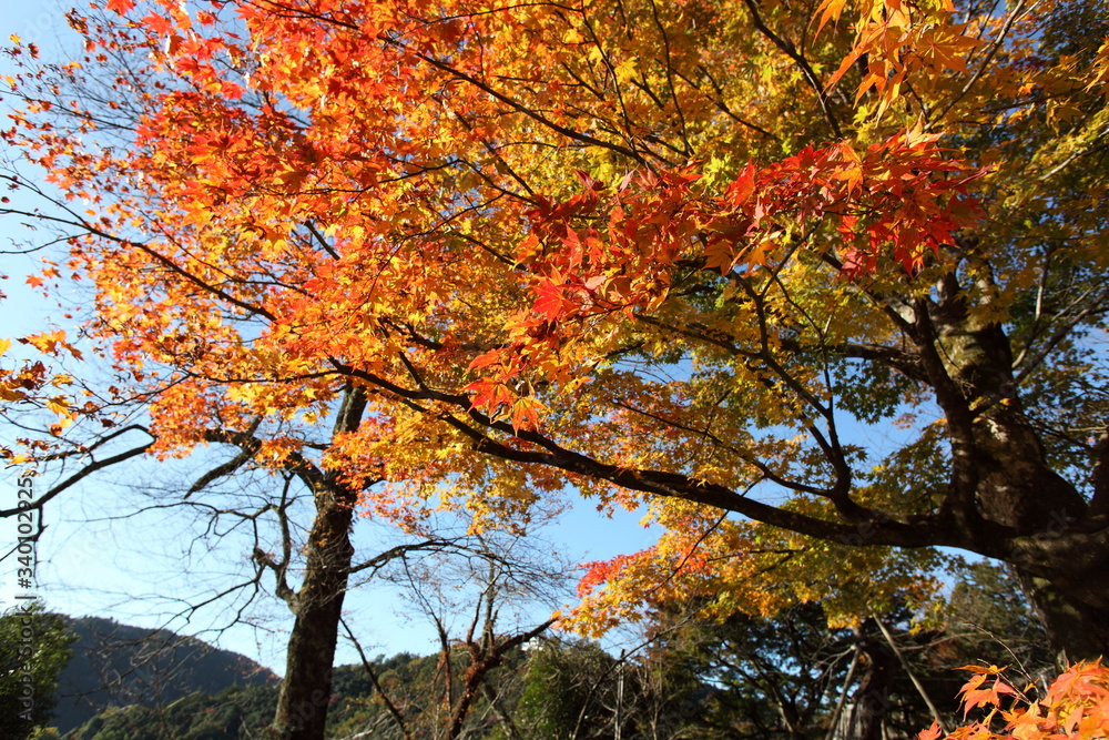 紅葉