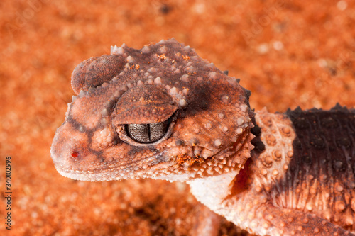 Banded Knob-tailed Gecko.Nephrurus wheeleri photo