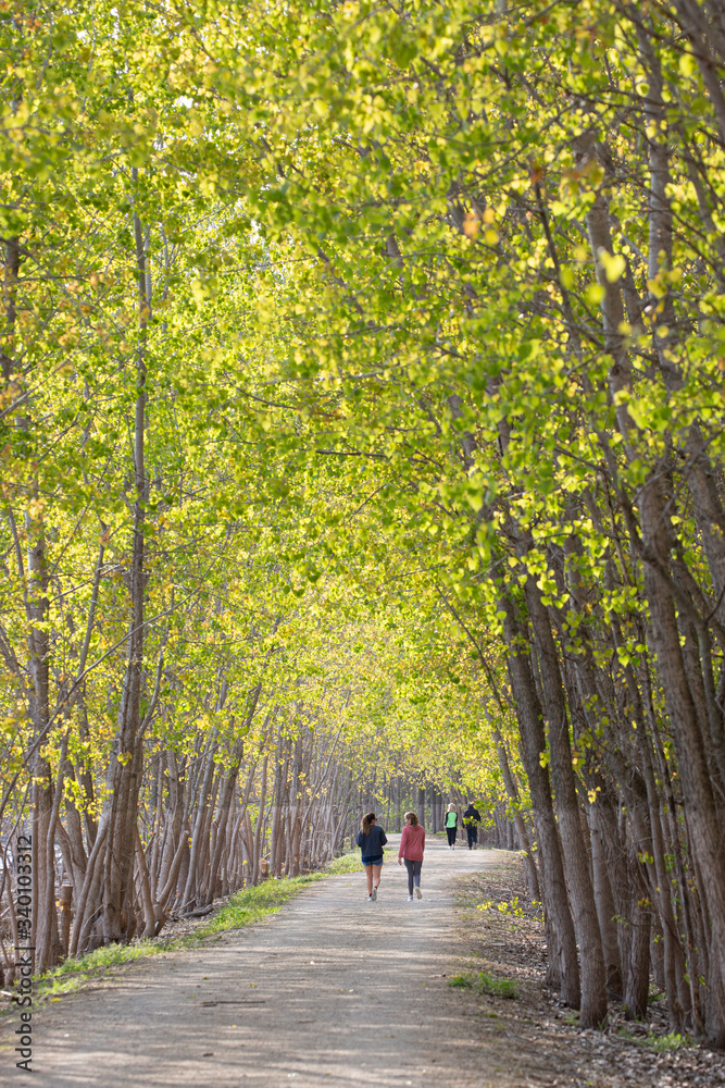 Walking on a tree covered trail in spring