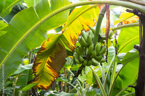 Banana tree growing bunch unripe green bananas fruit on banana garden.