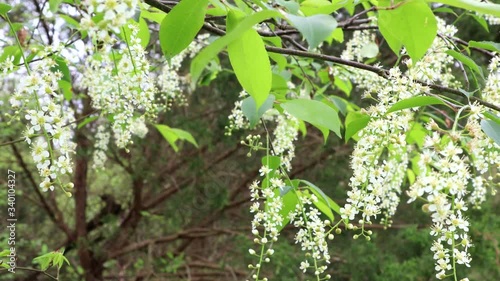 Beautiful and aromatic Choke Cherry blossoms move in a warm breeze
