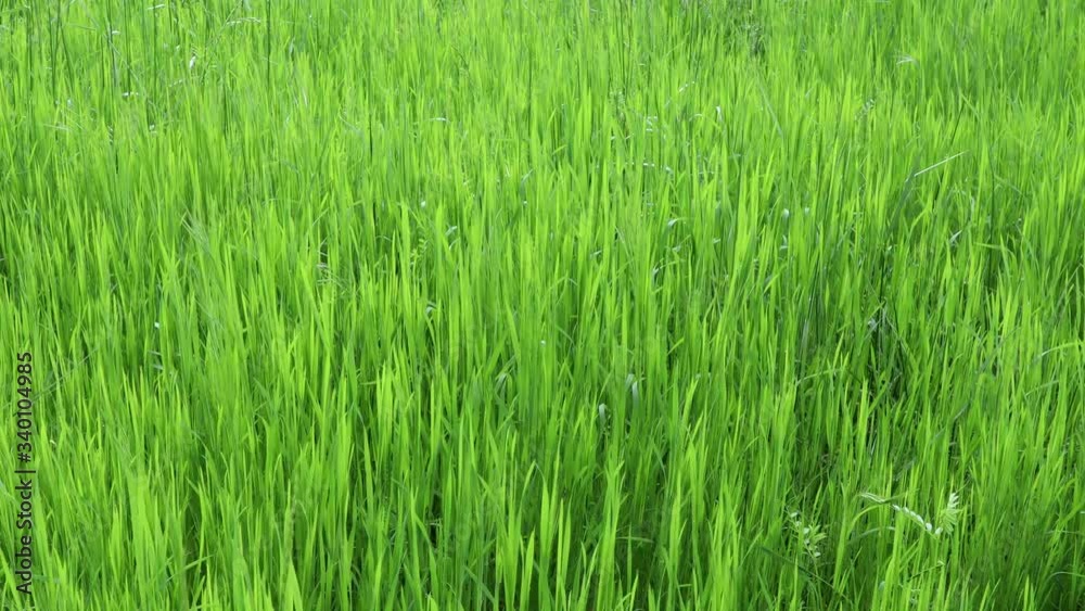 Tall and lush green meadow grass sways gently in the breeze Tall and lush green meadow grass sways gently in the breeze
