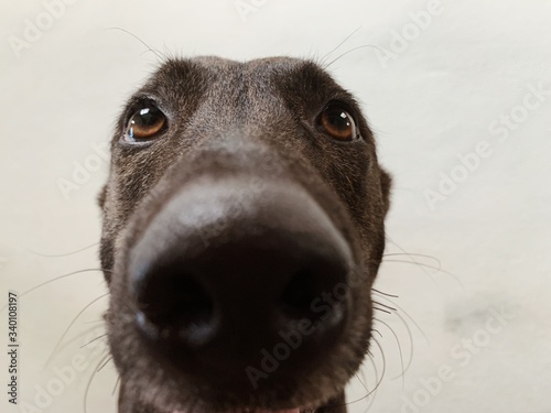 close up portrait of a dog
