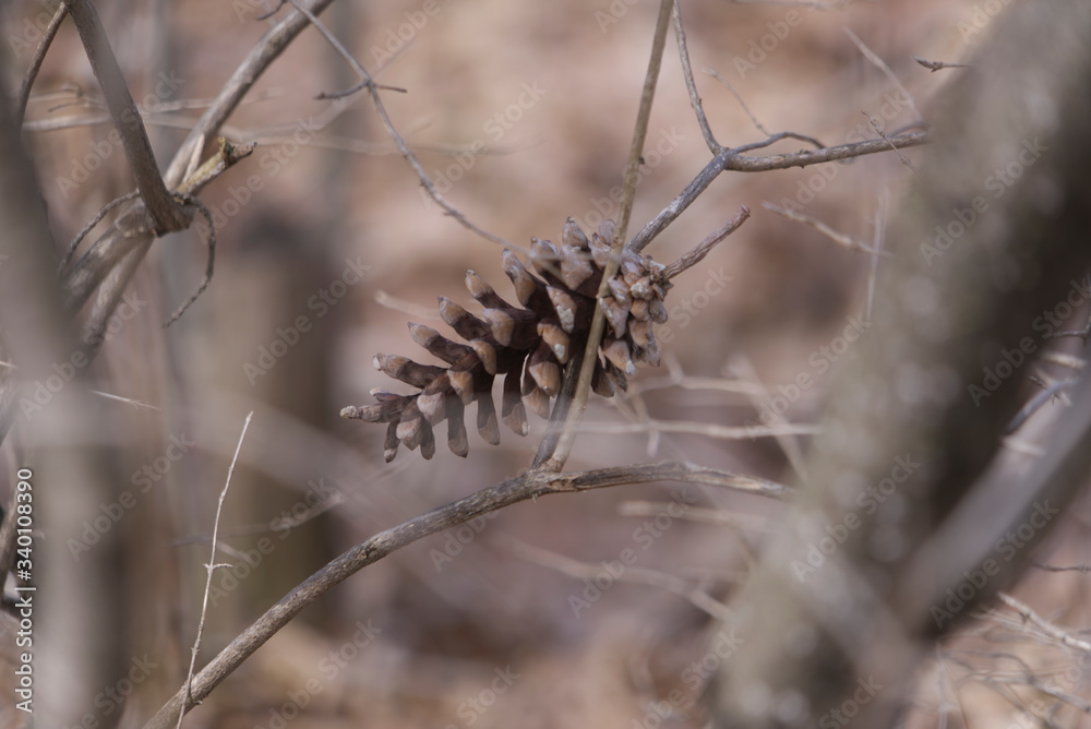 A lone pine cone on a tree branch A lone pine cone on a tree branch