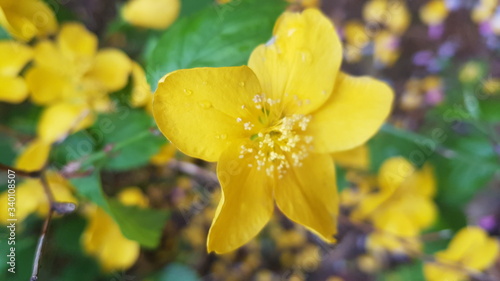 yellow daffodil flower