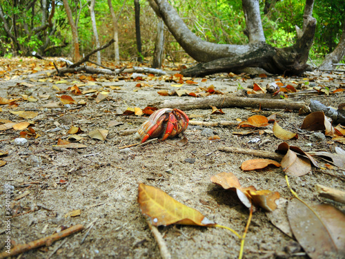 Canvas-taulu Red hermit crab in Caribbean litoral forest (Paguroidea).