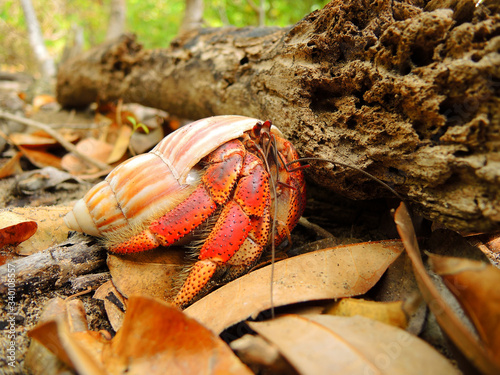 Canvas Print Red hermit crab in Caribbean litoral forest (Paguroidea), close view