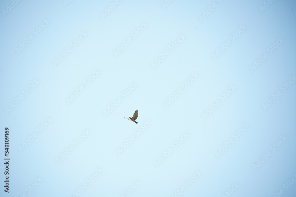 birds in the blue sky birds in the blue sky