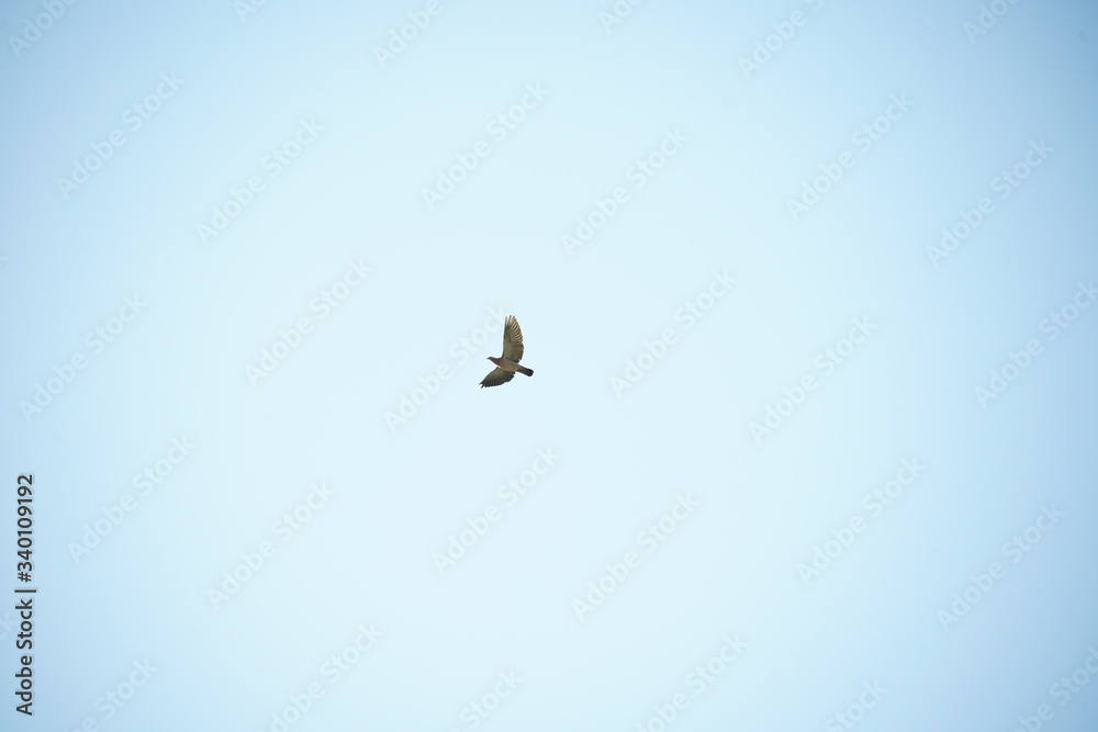 Fototapeta premium birds in the blue sky