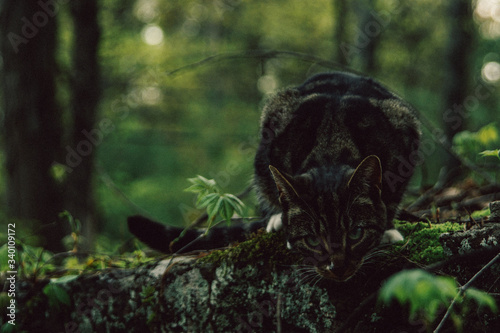 Tiny Cat Perches in woods  © Krystal
