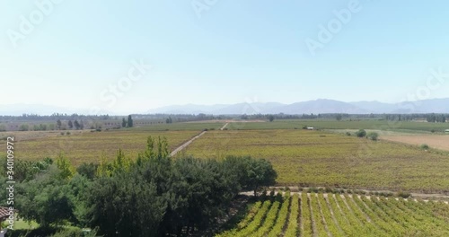 Wallpaper Mural Aerial landscape over fields of vineyards grape with designation of origin. Grape plantation cutie wine lines perfect production winery wine blanc cabernet sauvignon merlot. Chile. 4K Torontodigital.ca