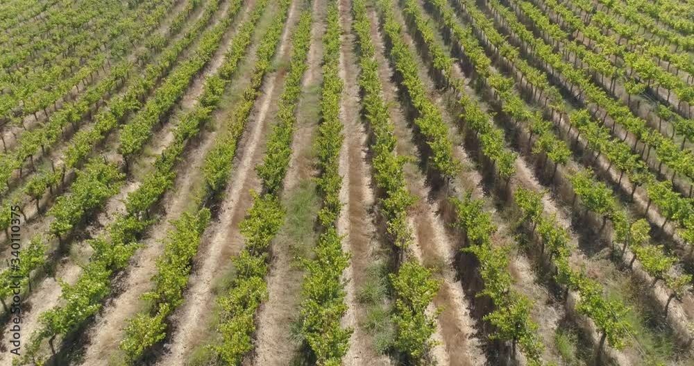 Aerial landscape over fields of vineyards grape with designation of origin. Grape plantation cutie wine lines perfect production winery wine blanc cabernet sauvignon merlot. Chile. 4K Aerial landscape over fields of vineyards grape with designation of origin. Grape plantation cutie wine lines perfect production winery wine blanc cabernet sauvignon merlot. Chile. 4K