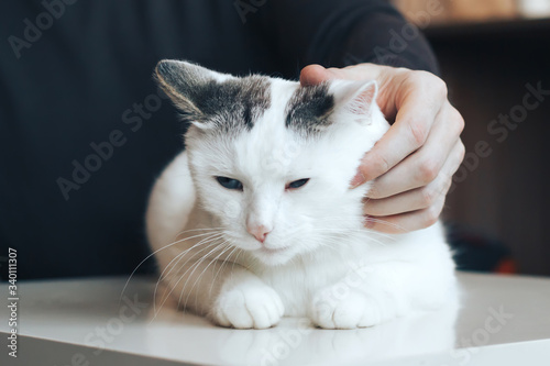 Man stroking a white cat lying on a white table. © Elena