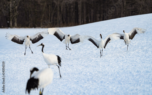 Enjoying a family of Red-crowned cranes