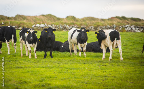 Herd of Holsteins in Ireland