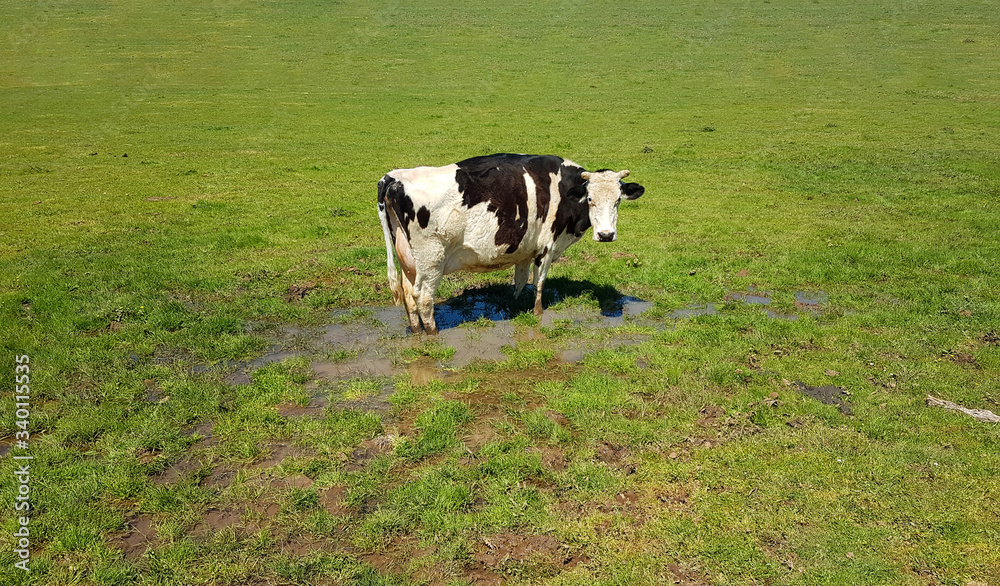 cow in a green meadow spring season colors cow in a green meadow spring season colors