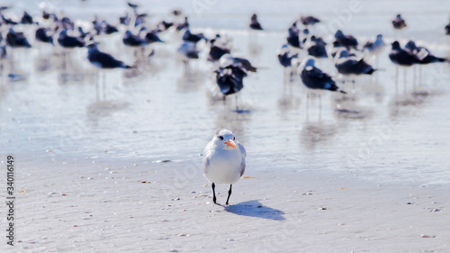 Canvas Print Flock of birds on beach