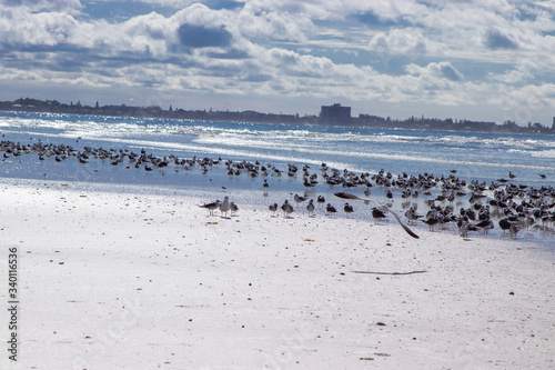 Flock of birds on beach © Infinity Moments LLC
