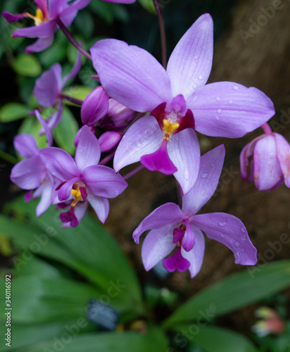 Fototapeta Naklejka Na Ścianę i Meble -  pink orchids