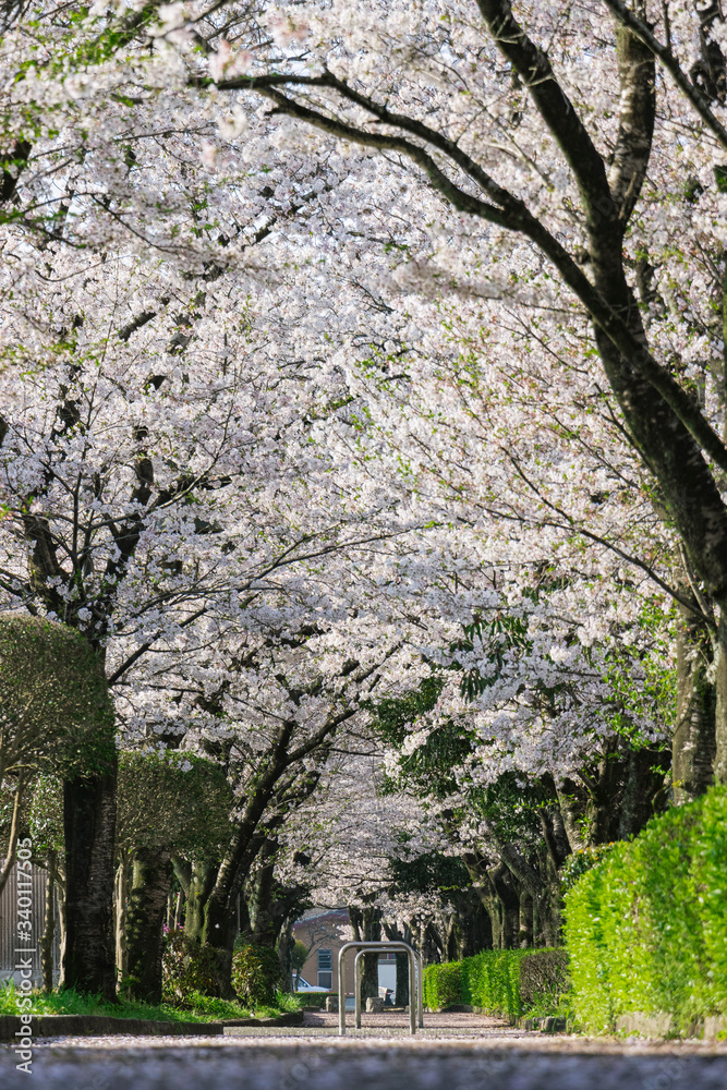 日本自然風景　秋と春