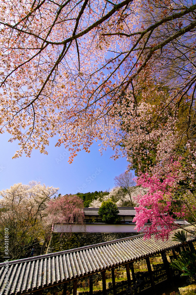 Flowering spring temple in Nara, Japan Flowering spring temple in Nara, Japan